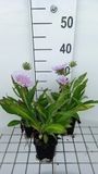 GRDplanten 6x Stokesia - Stokesia laevis | 9x9 cm pot