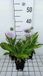 6x Stokesia - Stokesia laevis | pot de 9x9 cm