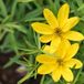 Arborix Bol 6x Coreopsis verticillata 'El Dorado' Pot 9x9cm - Prachtige gele bloemen voor in de tuin