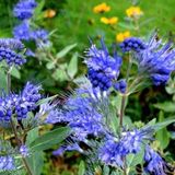 Arborix Caryopteris Clandonensis 'Kew Blue' - Blauwe Spirea 30-40 cm in pot