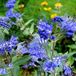 Arborix Caryopteris Clandonensis 'Kew Blue' - Blauwe Spirea 30-40 cm in pot