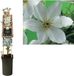 Klimplant Clematis Joe - Witte Bosrank - 75 cm - 1 stuk(s)