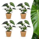 Green boutiQ Monstera Deliciosa Gatenplant - 4 Planten - Pot 12cm - Hoogte 30cm