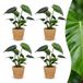 Green boutiQ Monstera Deliciosa Gatenplant - 4 Planten - Pot 12cm - Hoogte 30cm