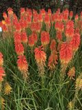 GRDplanten Groendecor Tuinarchitectuur 3x Vuurpijl, fakkellelie - Kniphofia hybr. 'Papaya Popsicle'® | 9x9 cm pot