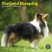 Baker & Bray Shetland Sheepdog Kalender 2027 Wandkalender