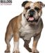 Magnet & Steel Engelse Bulldog Modern Kalender 2027