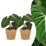 Plantenboetiek.nl Philodendron Gloriosum - Glorie Philodendron - 2 Planten - met Mand - Ø12cm - 25cm hoog