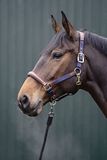 HKM Luna Leren Halster Donkerblauw/Bruin Warm Bloed