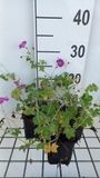 GRDplanten Groendecor Tuinarchitectuur 6x Ooievaarsbek - Geranium river. 'Russell Prichard' | 9x9 cm pot