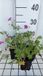 GRDplanten Groendecor Tuinarchitectuur 6x Ooievaarsbek - Geranium river. 'Russell Prichard' | 9x9 cm pot