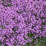Arborix Thymus 6 x Thymus Praecox 'Coccineus' - Tijm Pot 9x9 cm - Roodbloeiende Kruidenplant