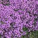 Arborix Thymus 6 x Thymus Praecox 'Coccineus' - Tijm Pot 9x9 cm - Roodbloeiende Kruidenplant