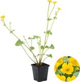 Bloomique - Caltha Palustris - Dotterbloem - Vijverplanten - Winterhard - Hoogte 15-25 cm - Pot 9 cm