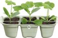 Elho Green Basics Seed Tray 22cm Steengroen