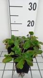 GRDplanten Groendecor Tuinarchitectuur 6x Kruisdistel - Eryngium planum | 9x9 cm pot