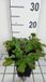 GRDplanten Groendecor Tuinarchitectuur 6x Kruisdistel - Eryngium planum | 9x9 cm pot