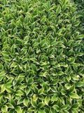 GRDplanten Hosta 6x Funkia - Hosta hybr. 'Liberty' | 9x9 cm pot