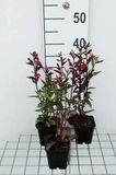GRDplanten Groendecor Tuinarchitectuur 6x Prachtlobelia - Lobelia 'Tania' | 9x9 cm pot