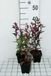 GRDplanten Groendecor Tuinarchitectuur 6x Prachtlobelia - Lobelia 'Tania' | 9x9 cm pot