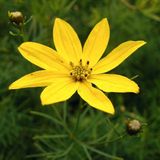 Arborix Bol 6 x Coreopsis Verticillata - Meisjesogen Pot 9x9cm - Zonnige Geelbloeier