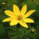 Arborix Bol 6 x Coreopsis Verticillata - Meisjesogen Pot 9x9cm - Zonnige Geelbloeier