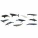Safari Speeldieren Walvissen 3-5 Cm 10 Stuks