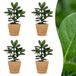 Green boutiQ Clusia Princess - 4 Planten - Pot 12cm - Hoogte 40cm
