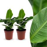 Plantenboetiek.nl Musa Oriental Dwarf - Dwergbanaan - 2 Planten - Ø12cm - 30cm hoog