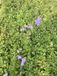 GRDplanten Groendecor Tuinarchitectuur 6x Grasklokje - Campanula rotundifolia | 9x9 cm pot