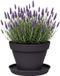 EDA Romeo Pot de fleurs et soucoupe - D25 x H20 cm - anthracite - plastique