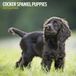 Magnet & Steel English Cocker Spaniel Puppies Kalender 2027 Wandkalender