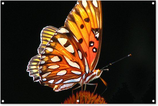 GreatGardenPosters Tuinposter - Vlinder - Bloemen - Insect - Zwart - Oranje - 120x80 cm - PVC - Tuinposter voor buiten