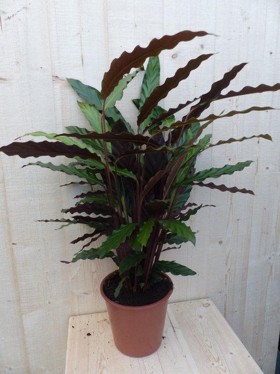 Warentuin Natuurlijk Calathea Wave Star Pauwenplant