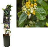 Klimplant Lonicera Copper Beauty - Gele Kamperfoelie - 75 cm