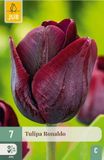 Jub Tulipa Ronaldo 7st JUB