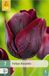 Jub Tulipa Ronaldo 7st JUB