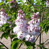 Arborix Bol Syringa vulgaris 'Belle de Nancy' - Sering 40-60 cm in pot