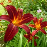 Arborix Hemerocallis 6 x 'Sammy Russell' - Daglelie pot 9x9cm