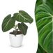 boutiQ Philodendron Gloriosum - Glorie Philodendron - Plante d'intérieur - Vert - Pot 12cm - Hauteur 25cm