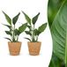 Green boutiQ - Strelitzia Reginea - Paradijsvogelbloem - 2 Planten - met Mand - Pot 12cm - Hoogte - 35cm