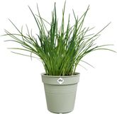 Elho Green Basics Kweekpot 11