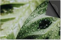 Dietrix Inductie Beschermer - 65x52cm - Leaves - 6 Blad met druppels
