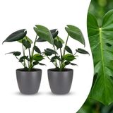 Green boutiQ Monstera Deliciosa Gatenplant - 2 Planten - Pot 12cm - Hoogte 30cm