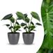 Green boutiQ Monstera Deliciosa Gatenplant - 2 Planten - Pot 12cm - Hoogte 30cm