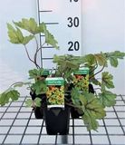 GRDplanten Groendecor Tuinarchitectuur 6x Schuimklokje - Heucherella hybr. 'Alabama Sunrise' | 9x9 cm pot