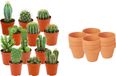 Green Boutiq ZynesFlora Mini Cactus Mix - 12 Stuks - Incl. Ø 8.1 cm Terracotta Bloempot - Hoogte: 5-10 cm - Kleine Kaktus Succulenten Kamerplant