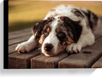 Merkloos / Sans marque Take your time Canvas - Liggende Zwart met Witte Hond op Houten Picknicktafel - 40x30 cm Foto op Canvas Schilderij (Wanddecoratie op Canvas)