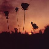 A Barren Canyon - A Virulent Stream (CD, Standard Edition, Digipack)