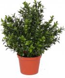 Merkloos Kunstplant Buxus - groen - in pot - 31 cm